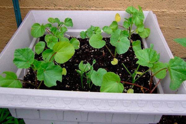 small seedlings