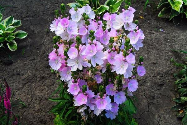 buisson de fleurs