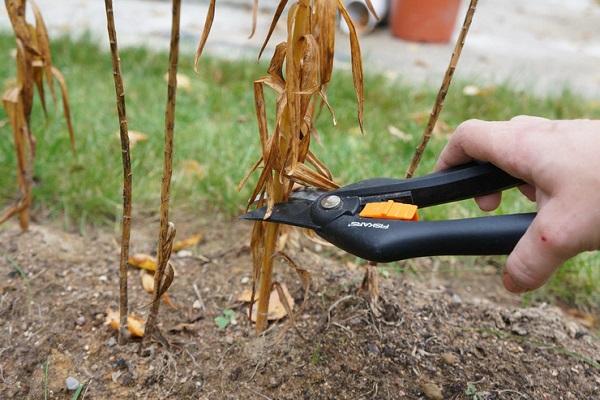 pruning stems