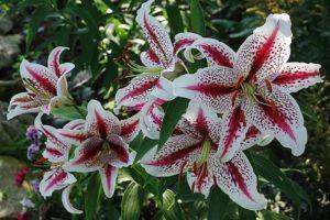 Description des meilleures variétés de lys orientaux, plantation et soins en plein champ