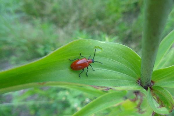 pests on stems