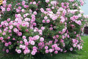 Caractéristiques de la plantation de fleurs de brousse vivaces dans le jardin, une description des meilleures espèces