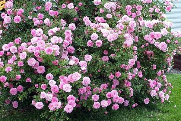 rosas del parque