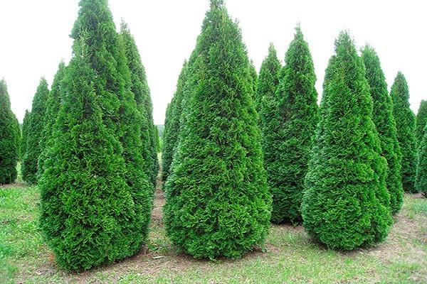 flechas de thuja