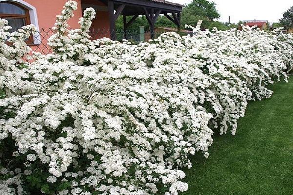 monivuotinen spirea