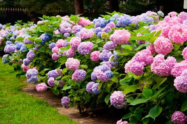 arbusto de hortensias