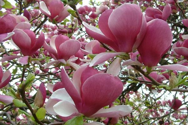 Magnolia