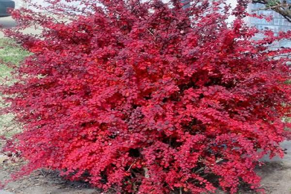 Thunberg barberry