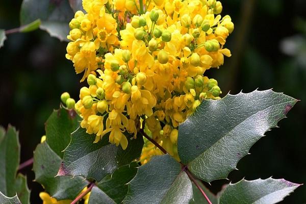 mahonia holly