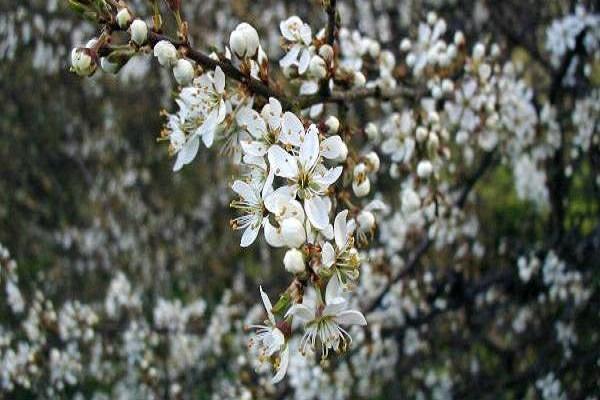 flor de primavera