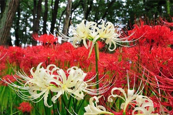 spider lily