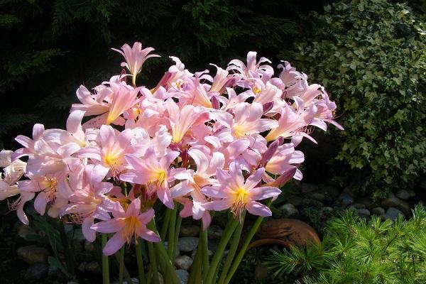 lily blooming