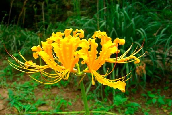 lycoris radiante