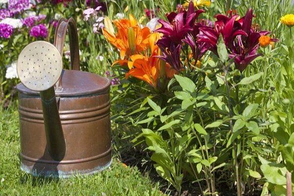 watering can for flowers