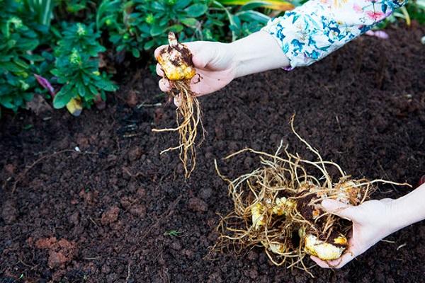 bulbs for the winter