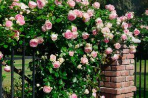 Caractéristiques de la plantation et de l'entretien des roses grimpantes dans l'Oural en plein champ