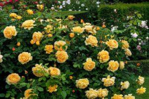 Description of varieties of climbing roses for growing in Siberia, care and methods of reproduction