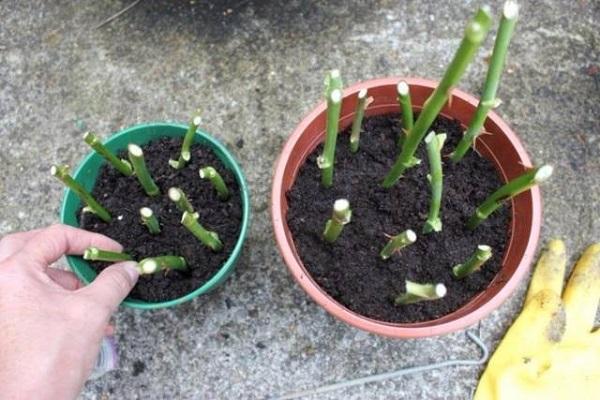 cuttings in a pot