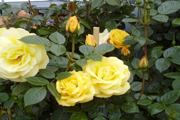 floraison dans un parterre de fleurs