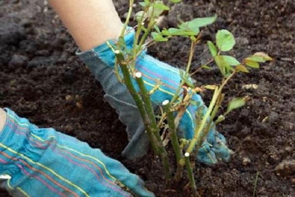 plantar en el suelo