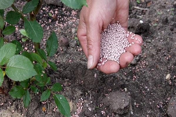 alimentar la planta