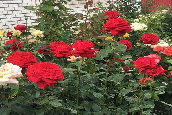 flowers in the flowerbed