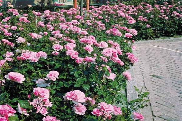 conception de parterre de fleurs