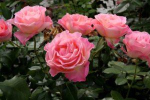 Description of the best varieties of rose grandiflora, growing technology