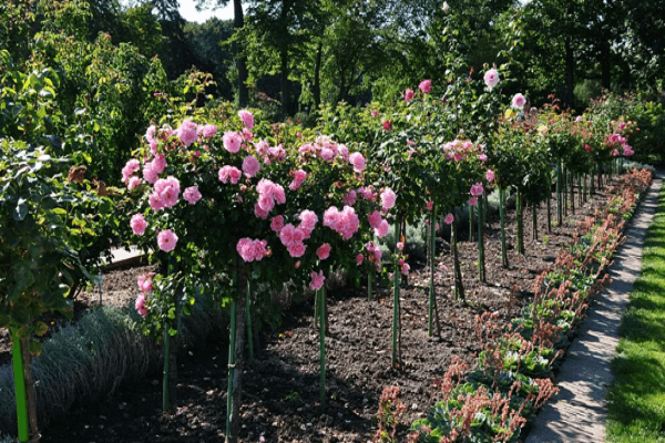 large flower bed