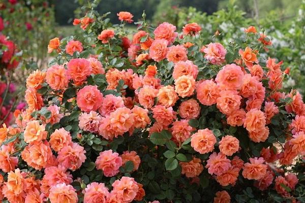 flowering bushes