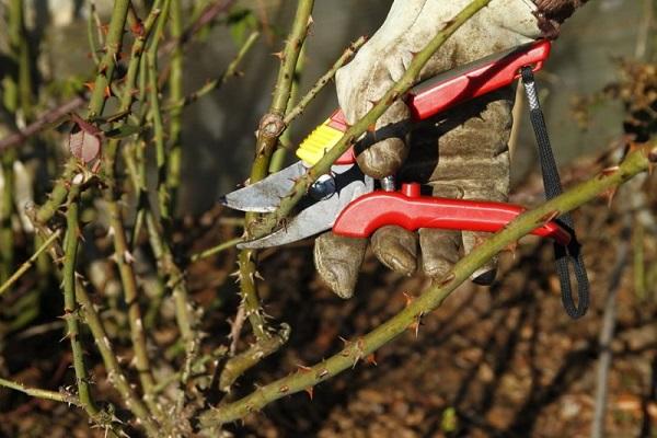 pruning