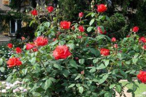 Description and characteristics of the Corvette rose variety, cultivation and reproduction