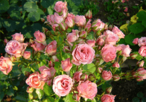 Description et caractéristiques des variétés de variétés de roses Lydia, plantation et soins