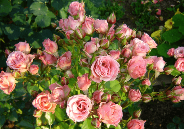 rosa lydia