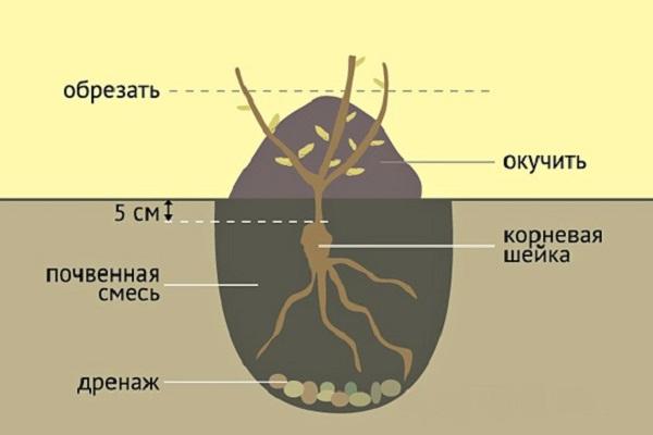 planting according to the scheme