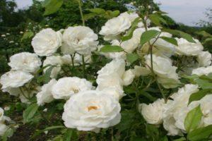 Descripción y reglas para cultivar una rosa trepadora de la variedad Iceberg.