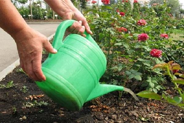 nourriture pour fleurs