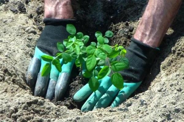 planting roses