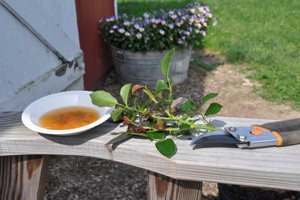 récolte des boutures