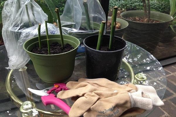 cuttings in the ground