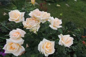 Description of hybrid tea rose varieties Versilia, cultivation technology