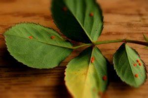 How to treat roses from rust, folk remedies and chemicals