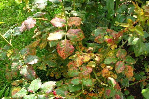 maladies sur les roses