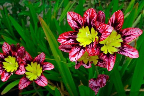 hermosas flores