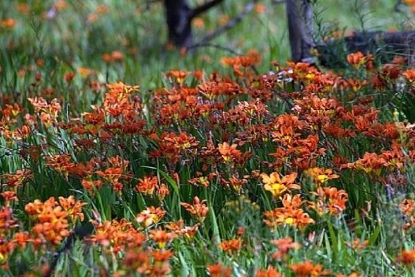 plants on the lawn