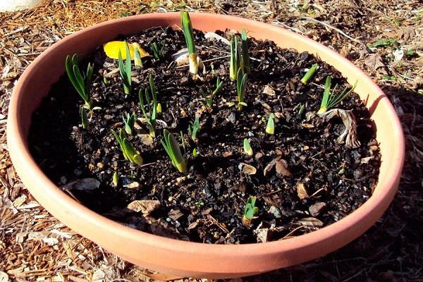 growing seedlings