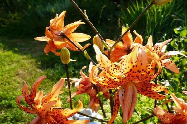 fleurs avec des taches