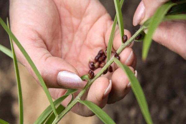 collect seeds