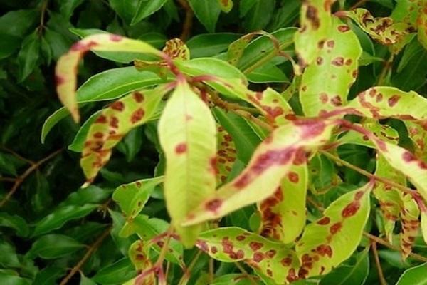 leaf spots