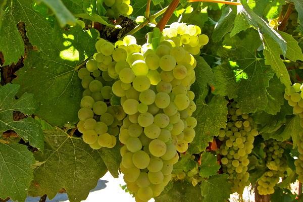 Uvas chardonnay